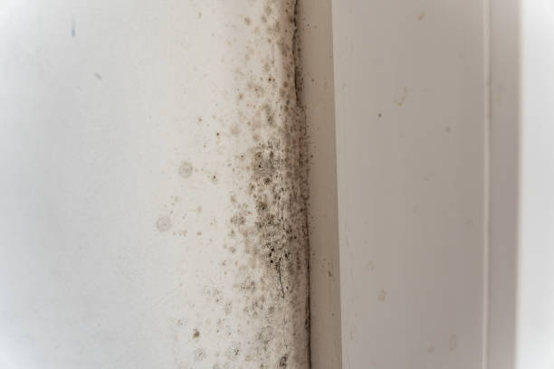 Professional Mold Inspection, Removal & Remediation in Valley Cottage, NY